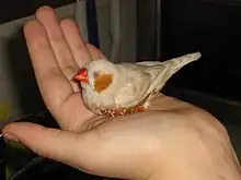 Oiseau dans un main ouverte