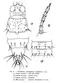 Détails morphologiques du Thrips des Bruyères