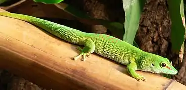 Phelsuma madagascariensis