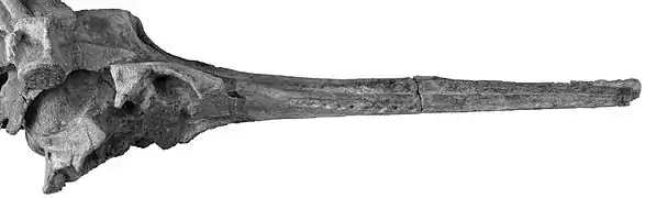 Fragment de crâne fossilisé de Tagicetus joneti