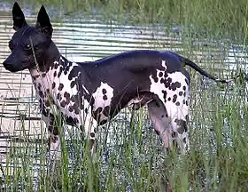 American Hairless terrier