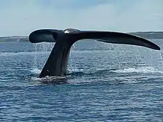 La queue d'une baleine plongeant près de la péninsule