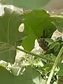 Couturière à longue queue couvant ses œufs dans un cornet de feuilles cousues