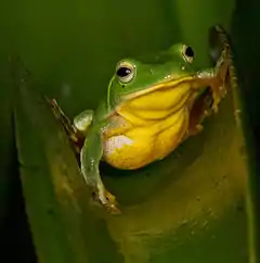 Description de l'image Taipei tree frog - Rhacophorus taipeianus.jpg.