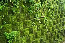 Mur de soutènement couvert de mousse.