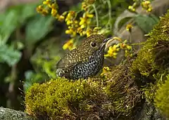 Description de l'image Taiwan Wren-Babbler - Taiwan S4E8523 (19551633761).jpg.