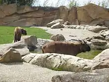 un takin les pieds dans l'eau et son petit à gauche au zoo de Beauval