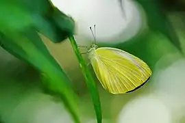 Pieris naganum