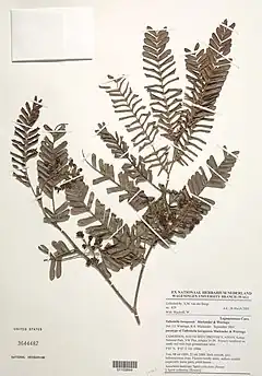 Talbotiella korupensis.