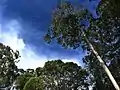 Eucalyptus (Eucalyptus sp., Myrtales, Myrtaceae)