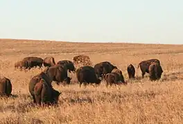 Bisons dans la Tallgrass Prairie Nature Preserve. Osage county, Okhlahoma, États-Unis, 2007