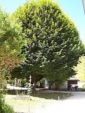 Photographie d'un tilleul de grande taille entouré de roses trémières au centre d'une petite place