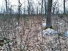 Photographie de taupinières au milieu d'un taillis de jeunes arbres ayant perdu leurs feuilles en raison de l'hiver.