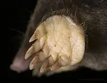 Photographie d'une paume avec une peau très épaisse cornée, cinq doigts courts pourvus d'une grosse griffe, et un appendice latéral.