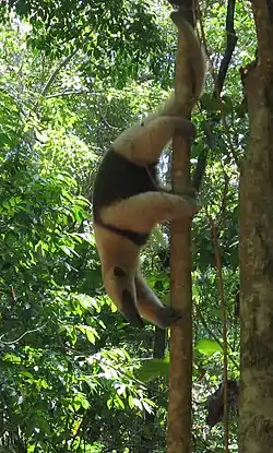 Tamandua accroché la tête en bas.