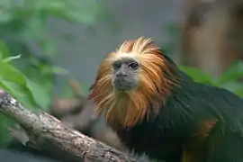 Tamarin lion à tête dorée.