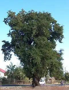 Tamarinier ou Tamarin pays, allure générale d'un vieil arbre à Saint-Paul