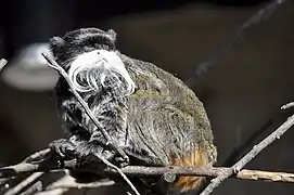 Un tamarin empereur au zoo Jerez