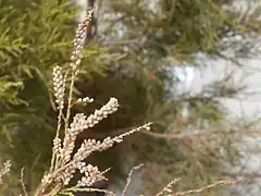 Description de l'image Tamarix senegalensis flowers.jpg.