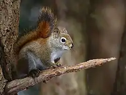 Écureuil roux au sentier de la Prucheraie