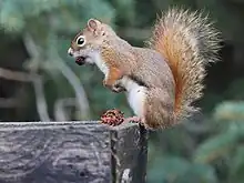 Un écureuil roux, vu de profil, se tient sur ses deux pattes arrières au bord d'une planche avec un morceau de nourriture dans la gueule. Un tas de nourriture est posé à ses pieds. Il regarde droit devant lui, les bras le long du corps.