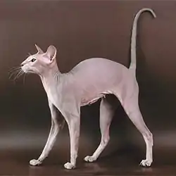 Un peterbald lilas tabby