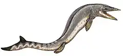 Reconstitution d'une espèce indéterminée de Taniwhasaurus.