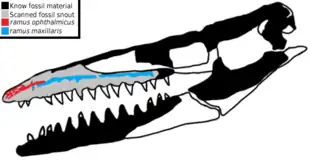 Schéma du crâne de Taniwhasaurus antarcticus : les parties noires et gris clair montrent le matériel fossile connu, tandis que les parties blanches montrent les hypothétiques reconstitutions crâniennes. Les foramens suspectés d'avoir été le lieu d'origine de l'organe électrosensible de l'animal sont montré en bleu et en rouge.