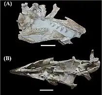 Crânes fossiles de Taniwhasaurus oweni (A ; en haut) et de Taniwhasaurus antarcticus (B ; en bas).