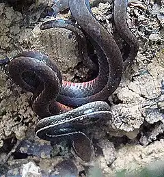 Description de l'image Tantilla alticola, a Centipede Snake.jpg.