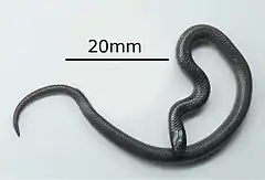 Description de l'image Tantilla gracilis.jpg.