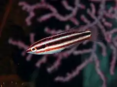 Bodianus izuensis