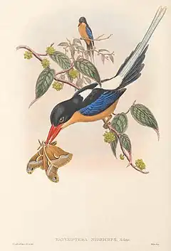 Description de l'image Tanysiptera nigriceps Sclater, 1877.jpg.