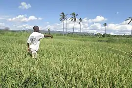 Rizières dans la région de Mtwara.