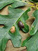 Taphrina caerulescens sur un Chêne