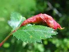 Taphrina crataegi sur une Aubépine