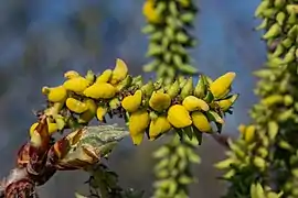 Taphrina johansonii sur Populus