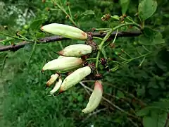 Taphrina padi sur un Merisier à grappes.