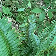 Taphrina polystichi sur Polystichum setiferum.