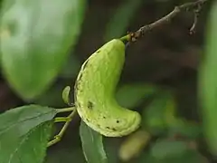 Taphrina pruni sur un Prunellier.