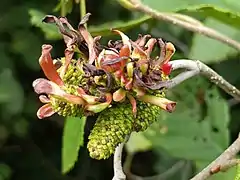 Taphrina robinsoniana sur un Aulne Nord-américain.