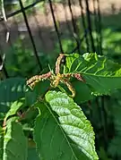 Taphrina wiesneri sur un cerisier.