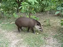 Tapir de Baird