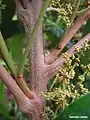 Jeune inflorescence de Tapirira guianensis