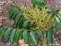 Inflorescence de Tapirira guianensis