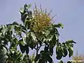 Inflorescence de Tapirira guianensis