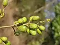 Fleurs et jeunes fruits de Tapirira guianensis