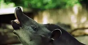Flehmen d'un tapir du Brésil