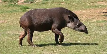 Un tapir (animal quadrupède de couleur foncée avec un long museau) sur l'herbe