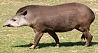 Tapir terrestre